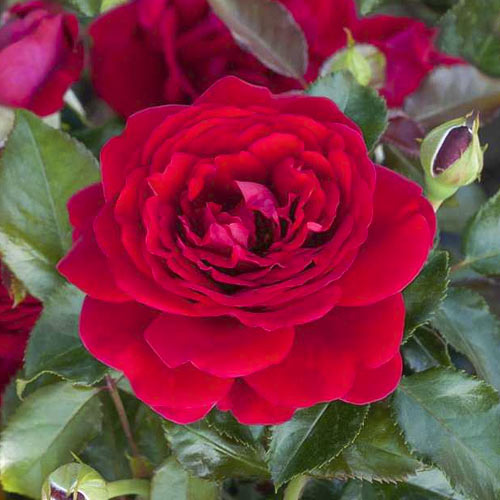 Rosiers floribunda Chic™ Fashion ®, С3 interface.image 1 interface.art 6172