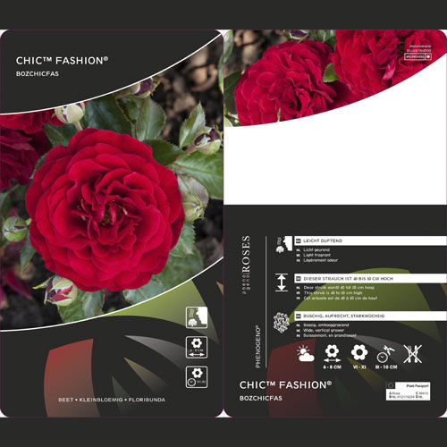 Rosiers floribunda Chic™ Fashion ®, С3 interface.image 3 interface.art 6172