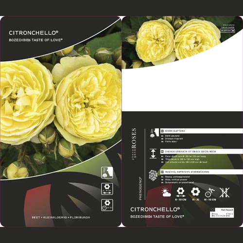Rosiers floribunda Citronchello™, С3 interface.image 2 interface.art 5821