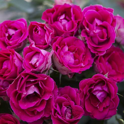 Rosiers floribunda Czeslaw Milosz® interface.image 2 interface.art 6192