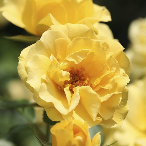 Rosiers floribunda Dark Yellow™ Vaza ®, С3 interface.image 1 interface.art 6173
