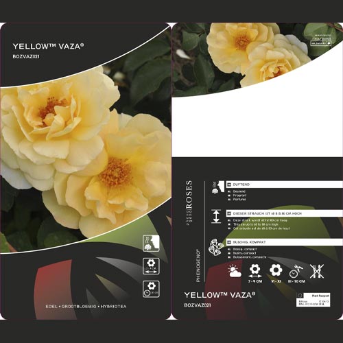 Rosiers floribunda Dark Yellow™ Vaza ®, С3 interface.image 2 interface.art 6173