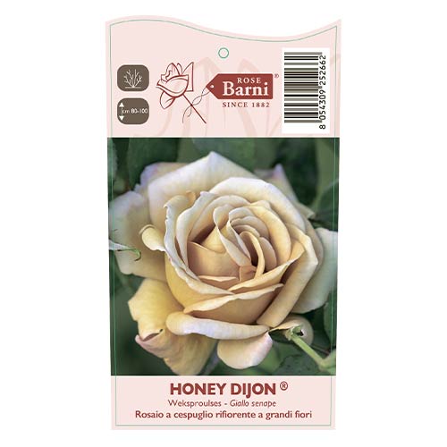 Rosiers floribunda Honey Dijon®, C5 interface.image 3 interface.art 6144