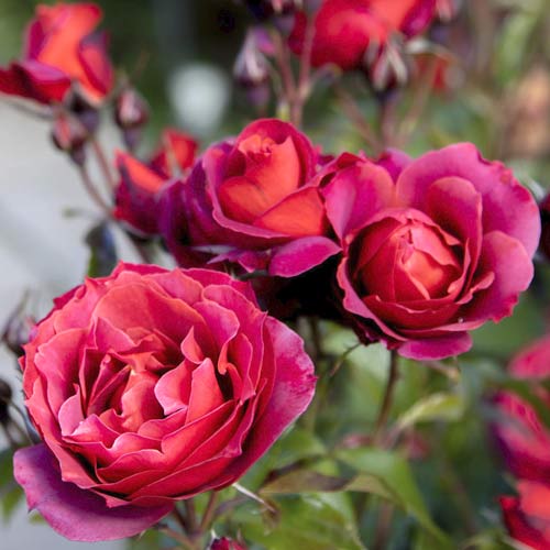 Rosiers floribunda Hot Cocoa®, C5 interface.image 2 interface.art 5509