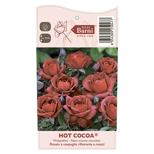 Rosiers floribunda Hot Cocoa®, C5 interface.image 5 interface.art 5509