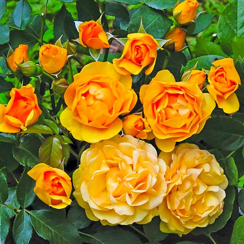Rosiers floribunda Julia Child®, C5 interface.image 1 interface.art 5511