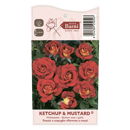 Rosiers floribunda Ketchup-Mustard®, C5 interface.image 4 interface.art 5512