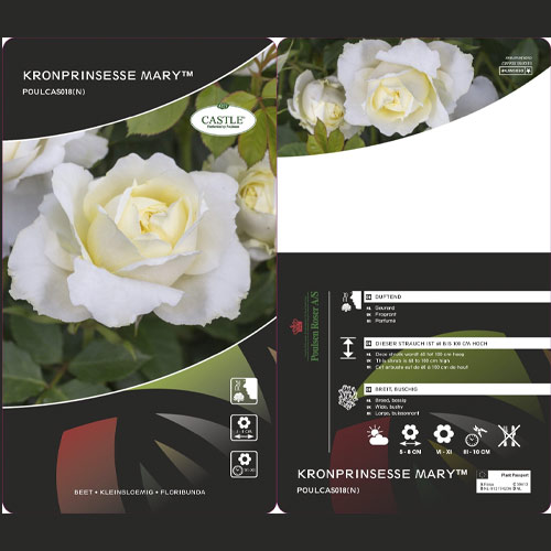 Rosiers floribunda Kronprinsesse Mary ®, С5 interface.image 2 interface.art 4970
