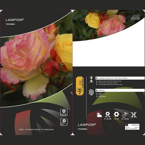 Rosiers floribunda Lampion ®, С3 interface.image 3 interface.art 6175