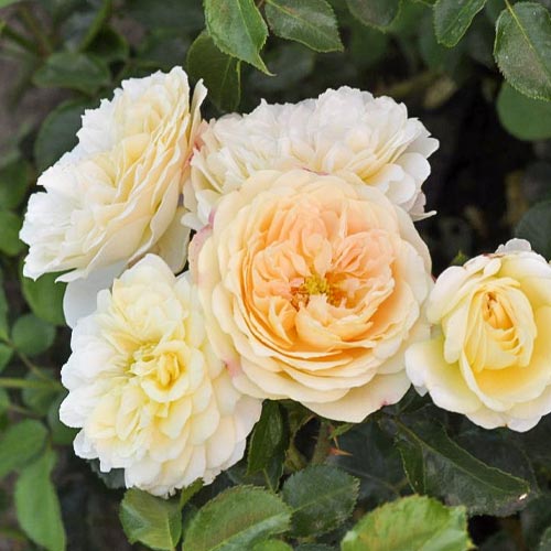 Rosiers floribunda Lemon™ Vaza ®, С5 interface.image 1 interface.art 4989