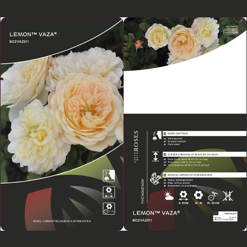 Rosiers floribunda Lemon™ Vaza ®, С5 interface.image 2 interface.art 4989