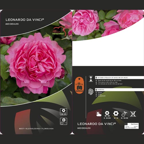 Rosiers floribunda Leonardo da Vinci®, C3 interface.image 3 interface.art 4553