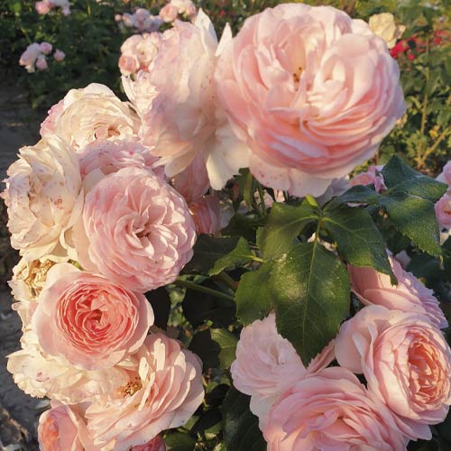 Rosiers floribunda Miss.Granger® interface.image 3 interface.art 6191