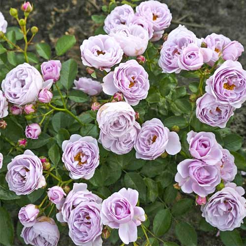 Rosiers floribunda Nautica®, C5 interface.image 1 interface.art 6150