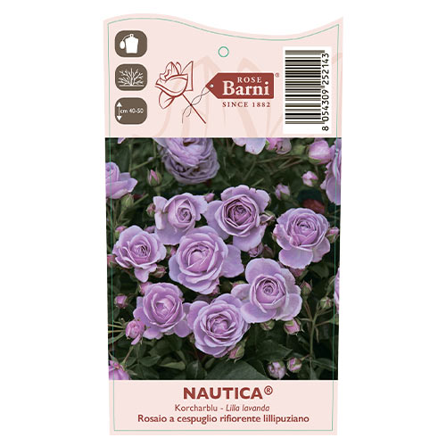 Rosiers floribunda Nautica®, C5 interface.image 4 interface.art 6150