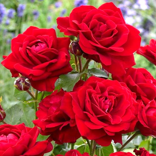 Rosiers floribunda Nina, root ball interface.image 1 interface.art 2196