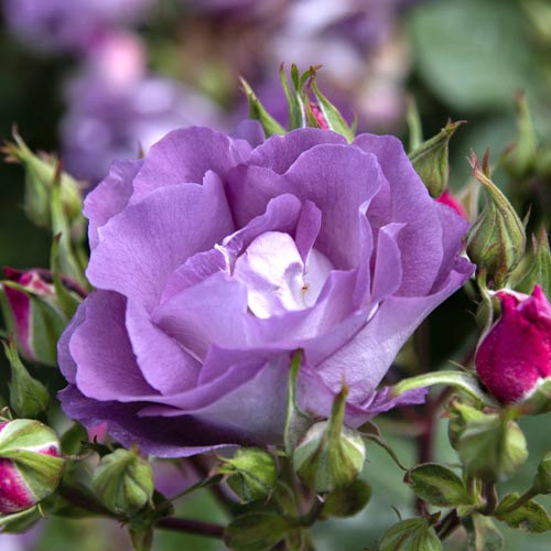 Rosiers floribunda Pacific Dream®, C5 interface.image 2 interface.art 6148