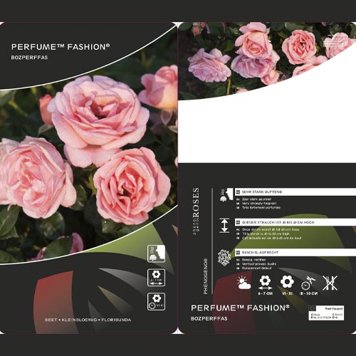 Rosiers floribunda Perfume Fashion®, C3 interface.image 2 interface.art 4978