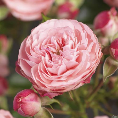 Rosiers floribunda Pink Meilove ®, С5 interface.image 1 interface.art 4554