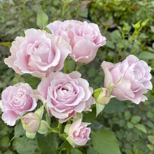 Rosiers floribunda Pink Ruf, С5 interface.image 1 interface.art 6177