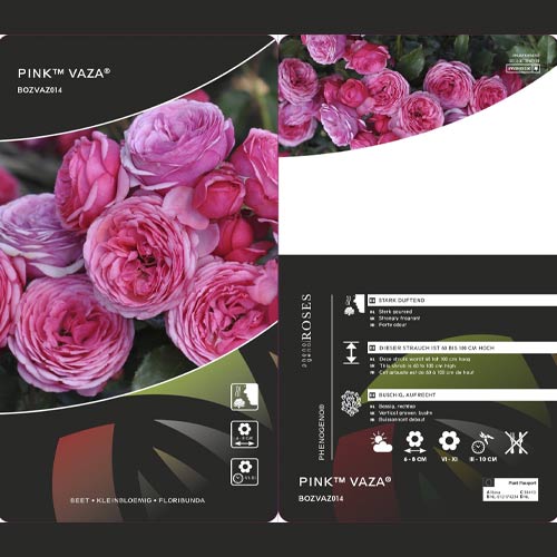 Rosiers floribunda Pink Vaza®, C3 interface.image 2 interface.art 5004