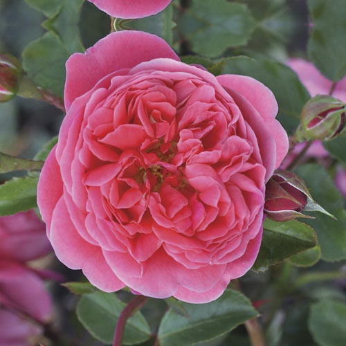 Rosiers floribunda Raspberry ™, С3 interface.image 1 interface.art 6178