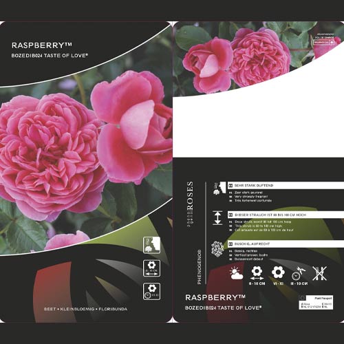 Rosiers floribunda Raspberry ™, С3 interface.image 3 interface.art 6178