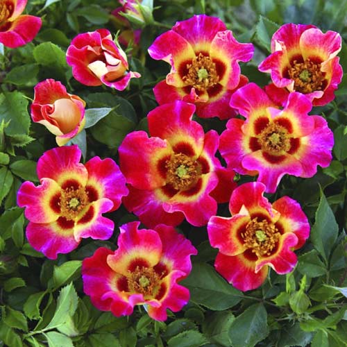 Rosiers floribunda Sunshine Babylon Eyes®, C5 interface.image 1 interface.art 5517