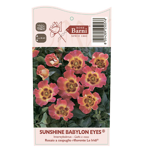 Rosiers floribunda Sunshine Babylon Eyes®, C5 interface.image 3 interface.art 5517