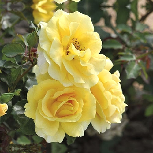 Rosiers floribunda Urban ™ Fashion ®, С3 interface.image 1 interface.art 5008