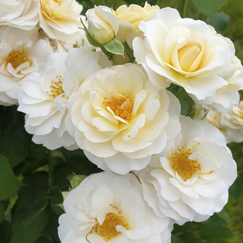 Rosiers floribunda Zorza® interface.image 2 interface.art 6190