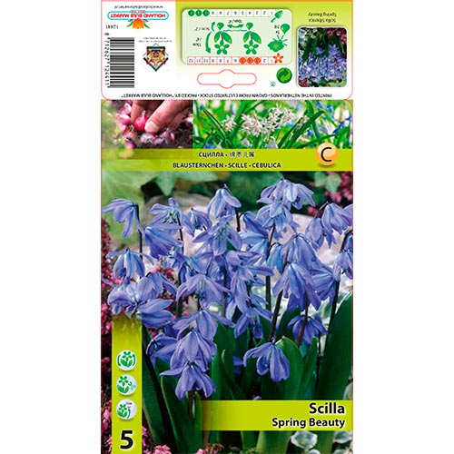 Scilla (Scille de Sibérie) Spring Beauty interface.image 1 interface.art 70242
