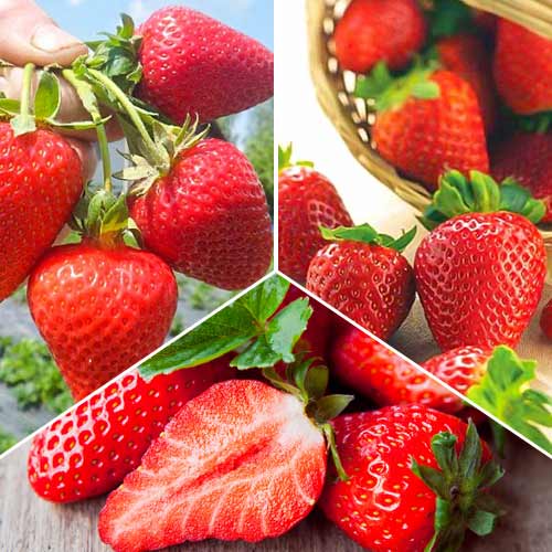 Set de fraises ultra-répétitives, 3 variétés interface.image 1 interface.art 5416