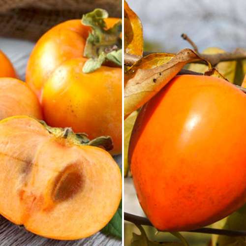 Set Kaki (Eastern Hurma), 2 plants interface.image 1 interface.art 4881