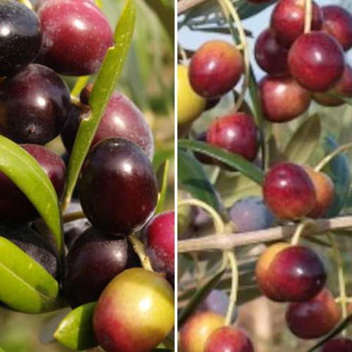 Set Olivier (Olive), 2 plants interface.image 1 interface.art 4882