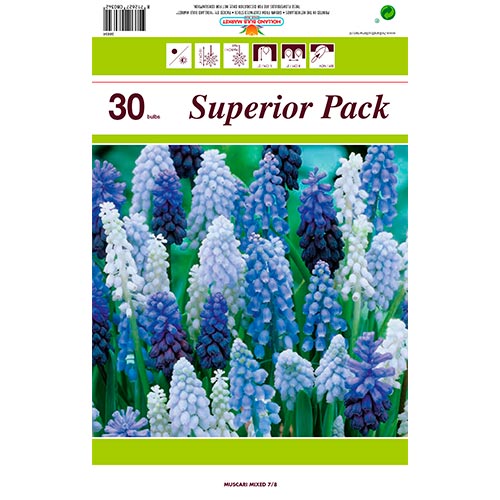Superbe offre! Muscari, lot de 30 bulbes interface.image 1 interface.art 67933