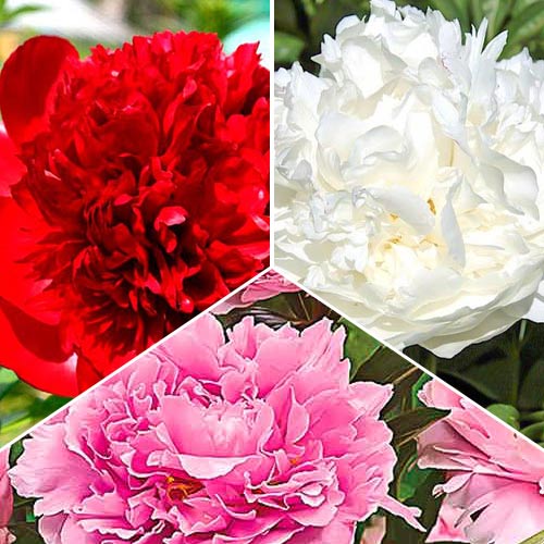 Superbe offre! Pivoines, lot de 3 bulbes interface.image 1 interface.art 76507