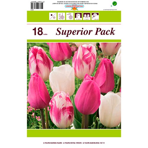 Superbe offre! Tulipe Morning Star, lot de 18 bulbes interface.image 1 interface.art 67560