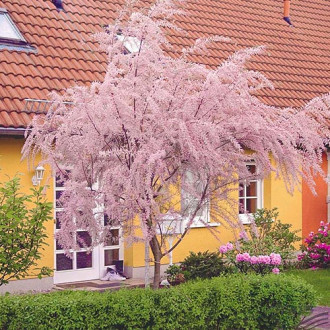 Tamaris à petites fleurs, P9 interface.image 1 interface.art 9102