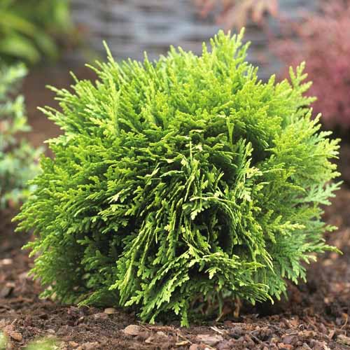 Thuya occidental Danica, C2 interface.image 1 interface.art 7750