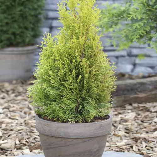 Thuya occidental Smaragd, C2 interface.image 1 interface.art 7752