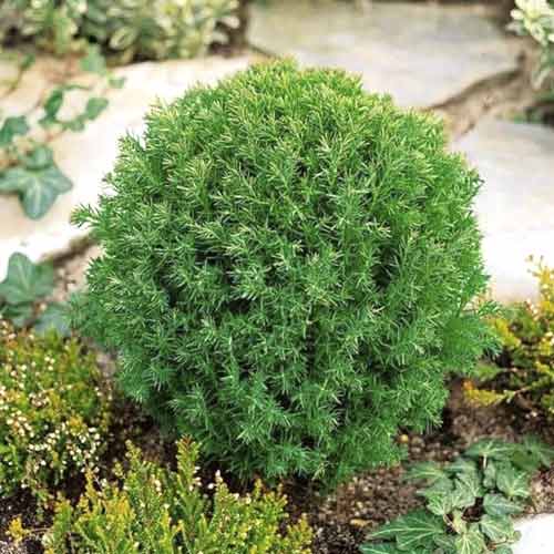 Thuya occidental Teddy, C2 interface.image 1 interface.art 7753