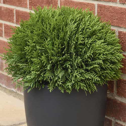 Thuya occidental Tiny Tim, C2 interface.image 1 interface.art 7754