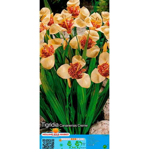 Tigridia Creme interface.image 1 interface.art 76501