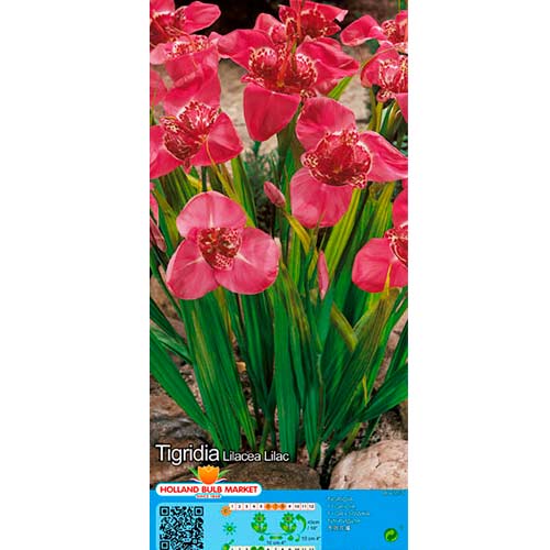 Tigridia Lilac interface.image 1 interface.art 76502