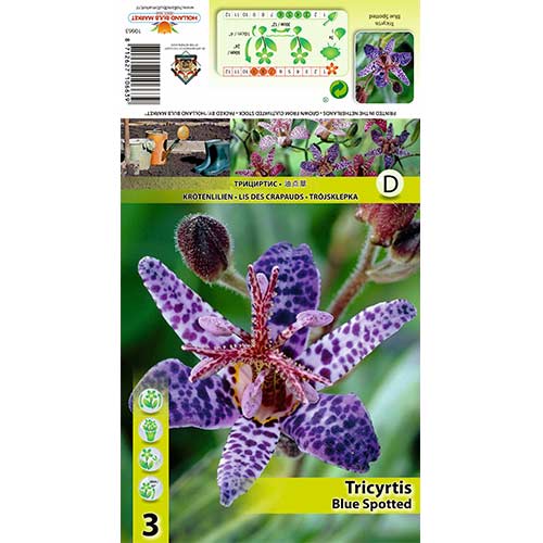 Tricyrtis Blue Spotted interface.image 1 interface.art 70452