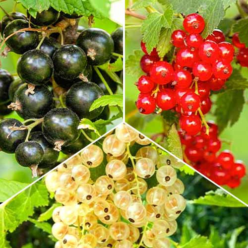 Trio de groseilles, 3 semis interface.image 1 interface.art 5845