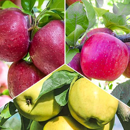 Trio de pommiers, 3 plants interface.image 1 interface.art 6945