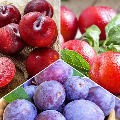 Trio de pruniers, 3 semis interface.image 1 interface.art 5674