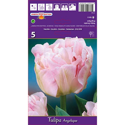 Tulipe Angelique interface.image 1 interface.art 67684